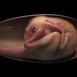 Doolysaurus, Fosil Dinosaurus Bayi Di Temukan Di Korea Selatan