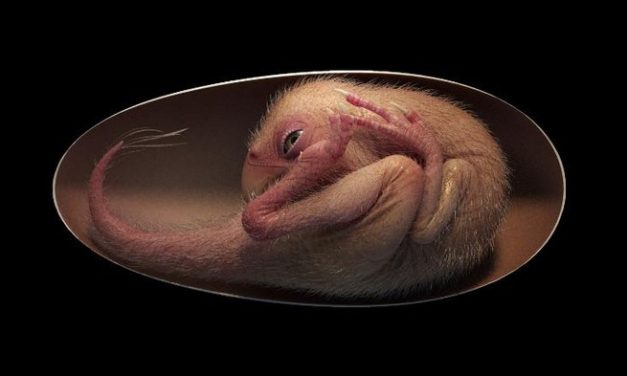 Doolysaurus, Fosil Dinosaurus Bayi Di Temukan Di Korea Selatan