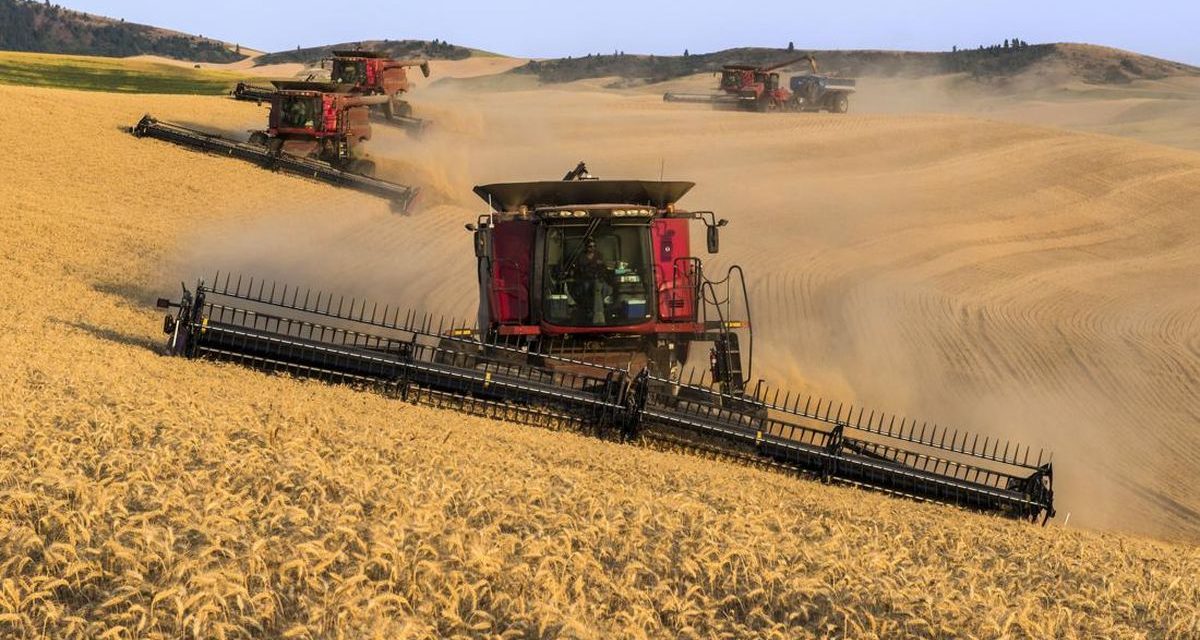 Stok Gandum Di Wilayah Tanduk Afrika Turun Drastis Akibat Cuaca