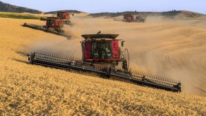 Stok Gandum Di Wilayah Tanduk Afrika Turun Drastis Akibat Cuaca