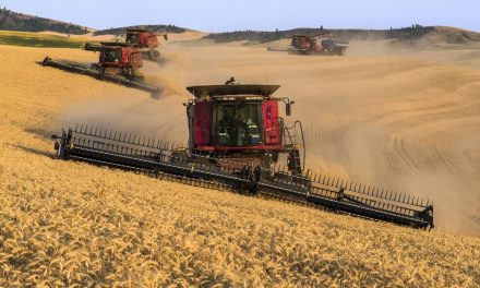 Stok Gandum Di Wilayah Tanduk Afrika Turun Drastis Akibat Cuaca
