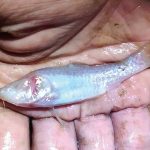 Ikan Tanpa Mata Berwarna Pink Ditemukan Di Gua Gelap Spanyol