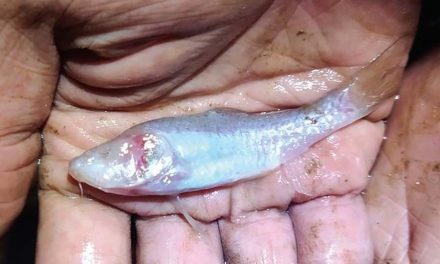 Ikan Tanpa Mata Berwarna Pink Ditemukan Di Gua Gelap Spanyol