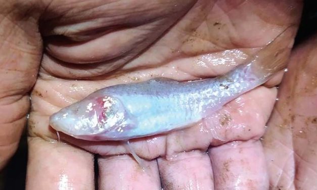 Ikan Tanpa Mata Berwarna Pink Ditemukan Di Gua Gelap Spanyol