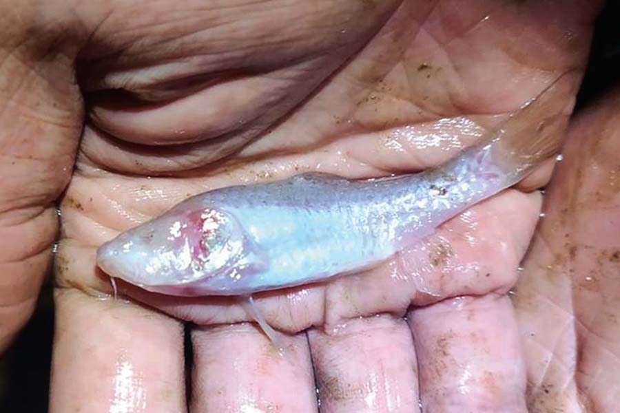 Ikan Tanpa Mata Berwarna Pink Ditemukan Di Gua Gelap Spanyol