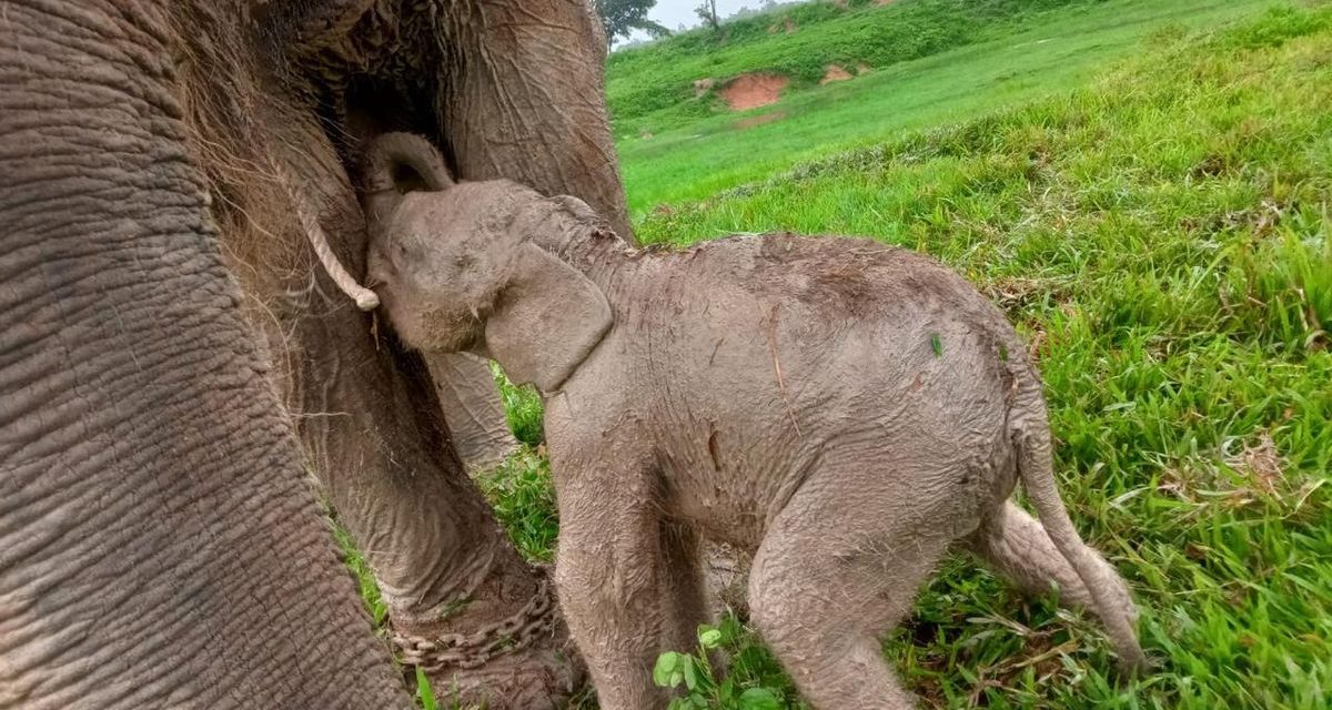 TN Way Kambas Lampung Sambut Kelahiran Bayi Gajah Sumatra