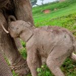 TN Way Kambas Lampung Sambut Kelahiran Bayi Gajah Sumatra