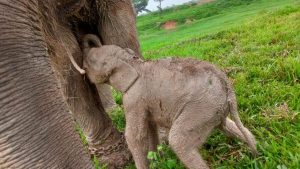 TN Way Kambas Lampung Sambut Kelahiran Bayi Gajah Sumatra