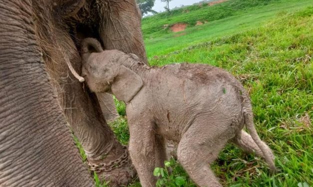TN Way Kambas Lampung Sambut Kelahiran Bayi Gajah Sumatra