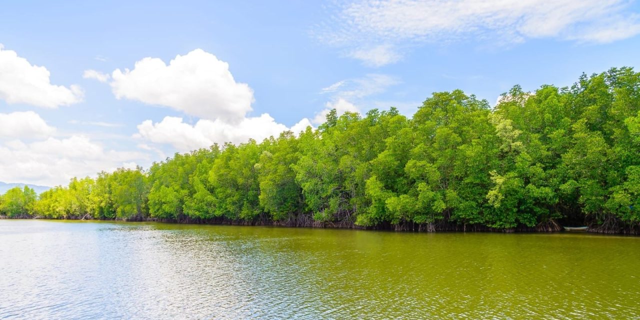Restorasi Mangrove Kurangi Risiko Erosi Pesisir Asia Tenggara