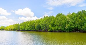 Restorasi Mangrove Kurangi Risiko Erosi Pesisir Asia Tenggara