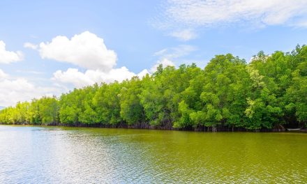 Restorasi Mangrove Kurangi Risiko Erosi Pesisir Asia Tenggara