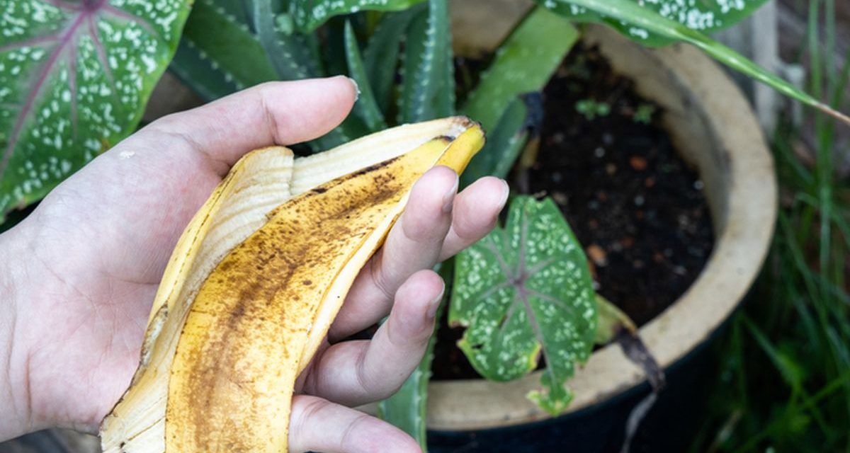 Trik Sulap Kulit Pisang Jadi Pembersih Alami Daun Tanaman Hias