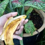 Trik Sulap Kulit Pisang Jadi Pembersih Alami Daun Tanaman Hias
