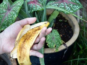 Trik Sulap Kulit Pisang Jadi Pembersih Alami Daun Tanaman Hias