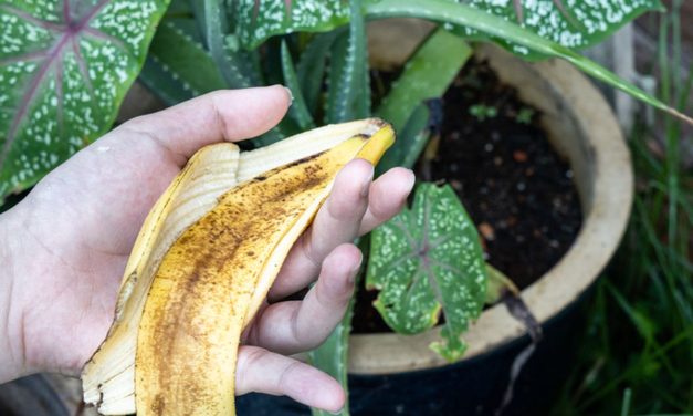 Trik Sulap Kulit Pisang Jadi Pembersih Alami Daun Tanaman Hias